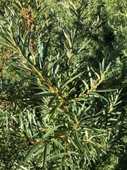 Hippophae