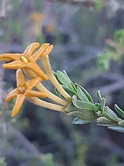 Lasiosiphon deserticola