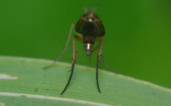 Dolichopus longicornis