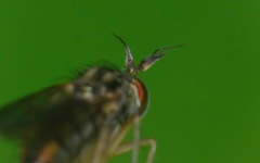 Dolichopus longicornis