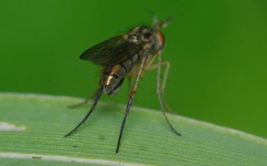 Dolichopus longicornis