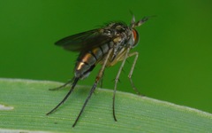 Dolichopus longicornis