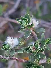 Lasiosiphon deserticola