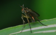 Dolichopus longicornis