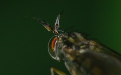 Dolichopus longicornis