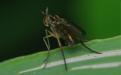 Dolichopus longicornis