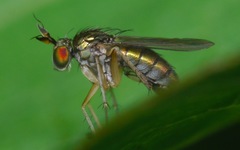 Dolichopus longicornis