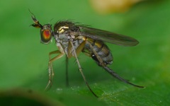 Dolichopus longicornis