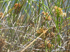 Libellula luctuosa