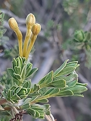 Lasiosiphon deserticola