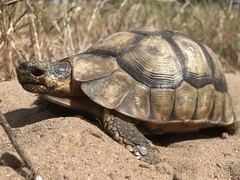 South African Bowsprit Tortoise photo 2