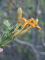 Lasiosiphon deserticola