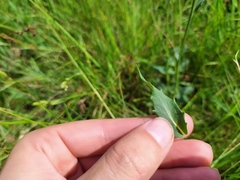 Hieracium laevigatum
