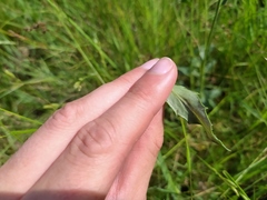 Hieracium laevigatum