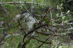 Korthalsella clavata