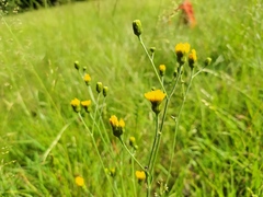 Hieracium laevigatum