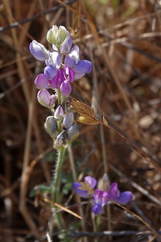 iNaturalist observation photo of lupines