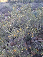 Lasiosiphon deserticola