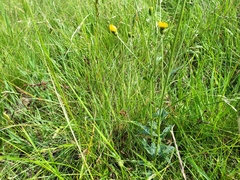 Hieracium laevigatum