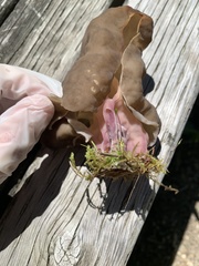 Gyromitra sphaerospora