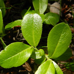 Salix myrtillifolia