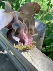 Gyromitra sphaerospora