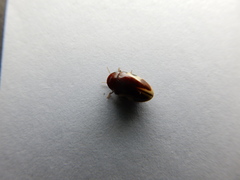 Chelonarium ornatum