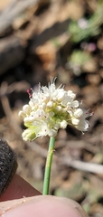 Eriogonum nudum nudum