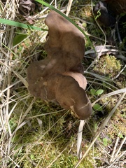 Gyromitra sphaerospora
