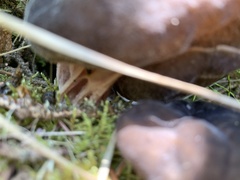Gyromitra sphaerospora