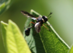 Physocephala marginata