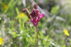 Onobrychis montana