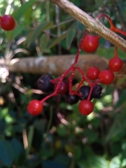 Medinilla humbertiana