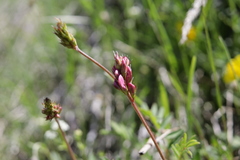 Onobrychis montana