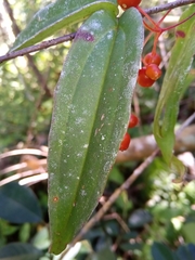 Medinilla humbertiana
