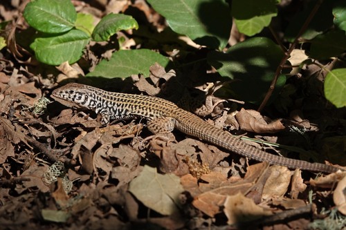 iNaturalist observation photo of Western Whiptail