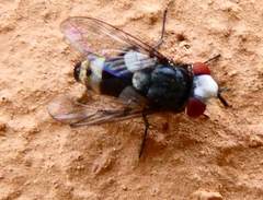 Sphenometopa fastuosa