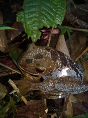 Boophis albilabris