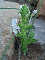 Lapeirousia pyramidalis