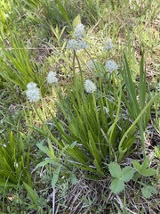 Triantha occidentalis