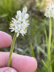 Triantha occidentalis