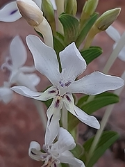 Lapeirousia pyramidalis