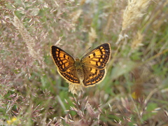 Lycaena salustius