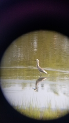 Egretta caerulea × thula