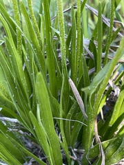 Triantha occidentalis