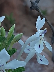 Lapeirousia pyramidalis