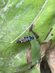 Glipa hilaris