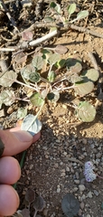 Eriogonum nudum nudum