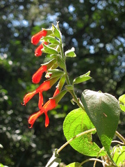 Salvia gesneriiflora