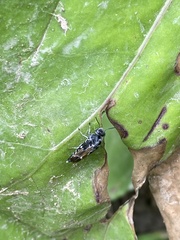 Glipa hilaris